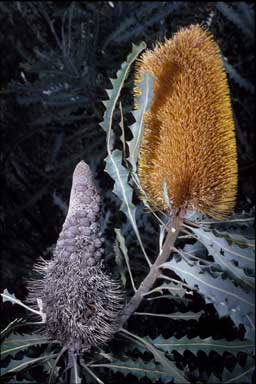 APII jpeg image of Banksia ashbyi  © contact APII