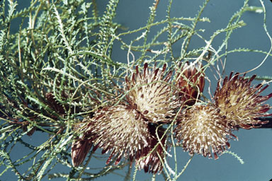 APII jpeg image of Banksia tenuis  © contact APII