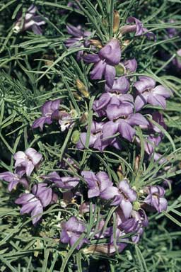 APII jpeg image of Eremophila foliosissima  © contact APII