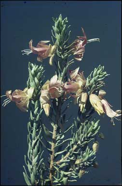 APII jpeg image of Eremophila miniata  © contact APII