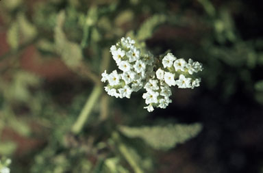 APII jpeg image of Heliotropium crispatum  © contact APII