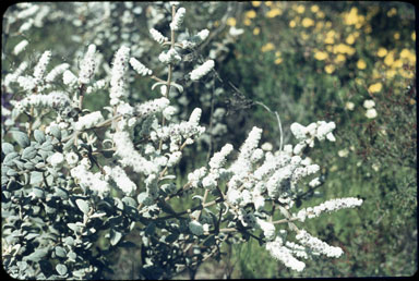 APII jpeg image of Lachnostachys ferruginea  © contact APII