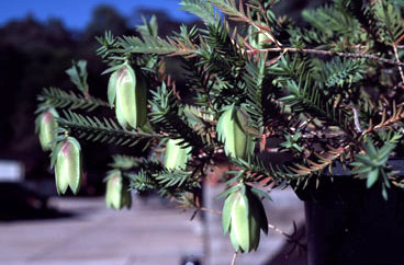 APII jpeg image of Darwinia carnea  © contact APII