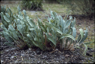 APII jpeg image of Banksia goodii  © contact APII