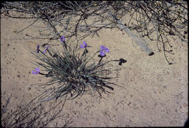 APII jpeg image of Patersonia drummondii  © contact APII