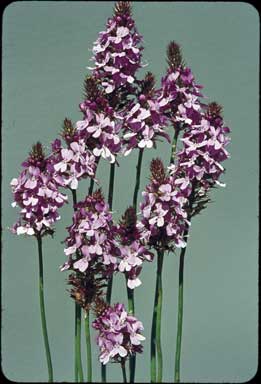 APII jpeg image of Stylidium junceum  © contact APII