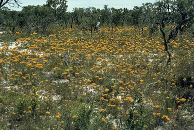 APII jpeg image of Verticordia nitens  © contact APII