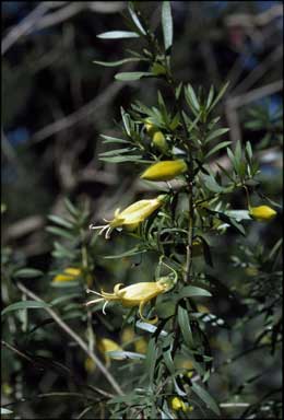 APII jpeg image of Eremophila maculata  © contact APII