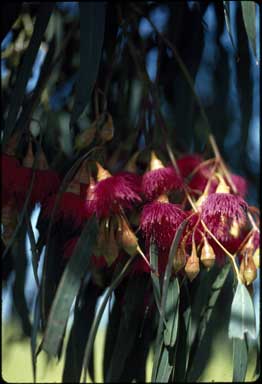 APII jpeg image of Eucalyptus leucoxylon subsp. megalocarpa  © contact APII