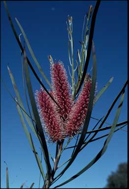 APII jpeg image of Hakea francisiana  © contact APII