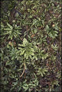 APII jpeg image of Hypnodendron vitiense subsp. australe  © contact APII