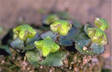 APII jpeg image of Reboulia hemisphaerica  © contact APII