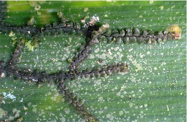 APII jpeg image of Lopholejeunea muelleriana var. australis  © contact APII