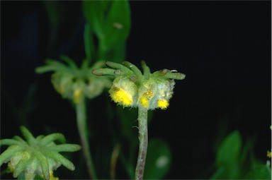 APII jpeg image of Marchantia sp.  © contact APII