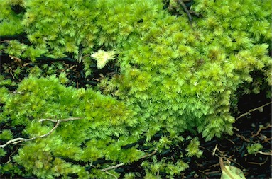 APII jpeg image of Leucobryum subcorophyllosum  © contact APII