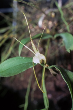 APII jpeg image of Dendrobium tetragonum var. haysianum  © contact APII