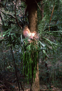 APII jpeg image of Platycerium hillii,<br/>Ophioglossum pendulum  © contact APII