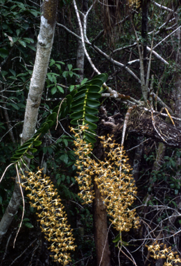 APII jpeg image of Dendrobium discolor  © contact APII