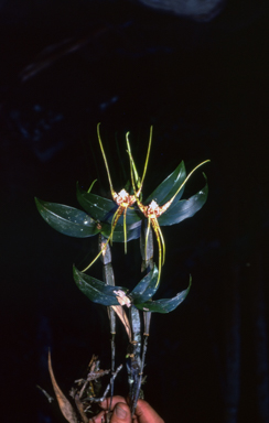 APII jpeg image of Dendrobium tetragonum var. giganteum  © contact APII