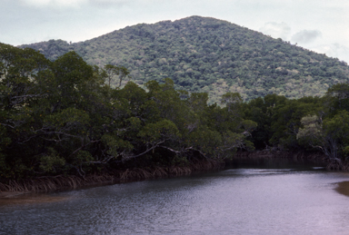 APII jpeg image of Mangroves  © contact APII