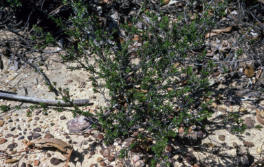 APII jpeg image of Pseudanthus sp.  © contact APII