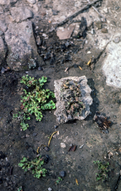 APII jpeg image of Heterodea muelleri  © contact APII