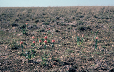 APII jpeg image of Pimelea decora  © contact APII