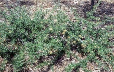 APII jpeg image of Grevillea 'Canterbury Gold'  © contact APII