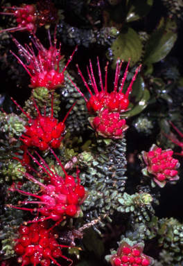 APII jpeg image of Darwinia oldfieldii  © contact APII