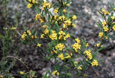 APII jpeg image of Phebalium whitei  © contact APII