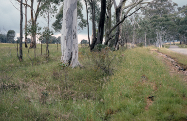 APII jpeg image of Ammobium craspedioides  © contact APII