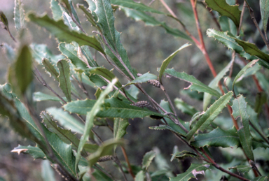 APII jpeg image of Grevillea wilkinsonii  © contact APII