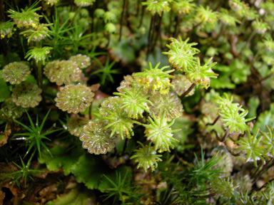 APII jpeg image of Marchantia polymorpha  © contact APII