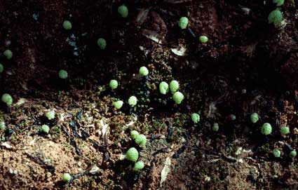 APII jpeg image of Asterella drummondii  © contact APII