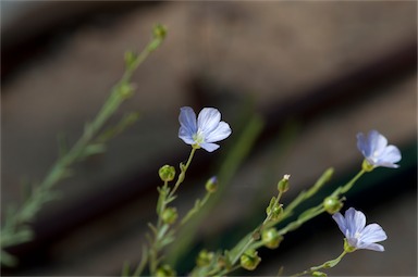 APII jpeg image of Linum marginale  © contact APII