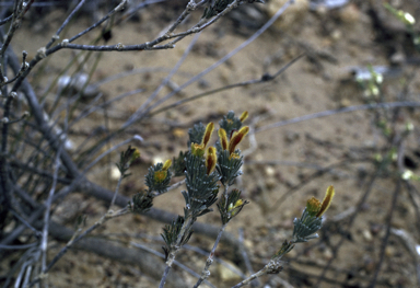 APII jpeg image of Adenanthos flavidiflorus  © contact APII