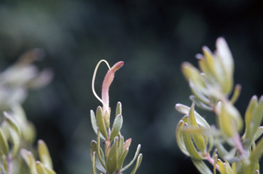 APII jpeg image of Adenanthos glabrescens subsp. exasperatus  © contact APII