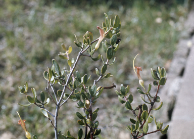 APII jpeg image of Adenanthos glabrescens subsp. exasperatus  © contact APII