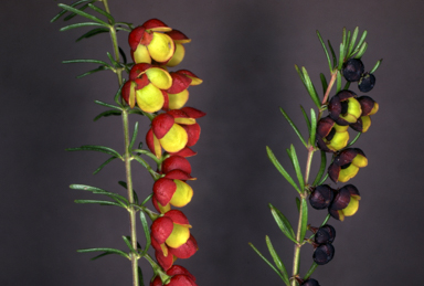 APII jpeg image of Boronia megastima 'Jack Maguires Red',<br/>Boronia megastima  © contact APII