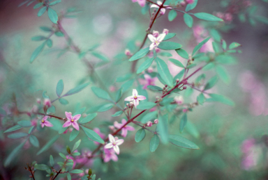 APII jpeg image of Boronia 'Telopea Valley Star'  © contact APII