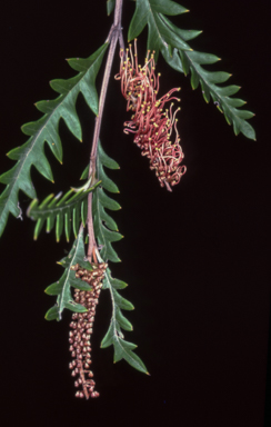 APII jpeg image of Grevillea 'Poorinda Anticipation'  © contact APII