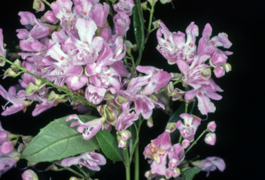 APII jpeg image of Prostanthera lasianthos 'Kallista Pink'  © contact APII