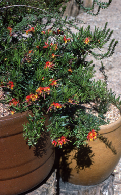 APII jpeg image of Grevillea 'McDonald Park'  © contact APII