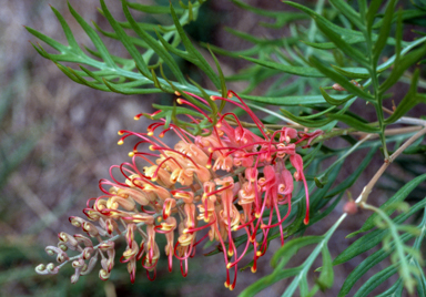 APII jpeg image of Grevillea 'Superb'  © contact APII