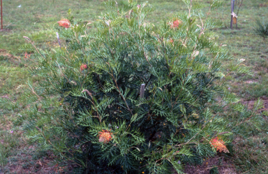 APII jpeg image of Grevillea 'Superb'  © contact APII