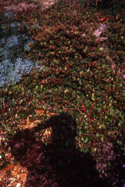 APII jpeg image of Grevillea 'Woori Wanderer'  © contact APII