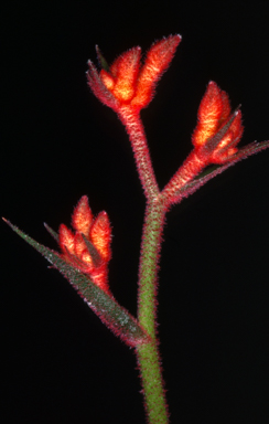 APII jpeg image of Anigozanthos 'Dwarf Delight'  © contact APII