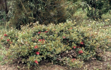 APII jpeg image of Grevillea 'Wakiti Gem'  © contact APII