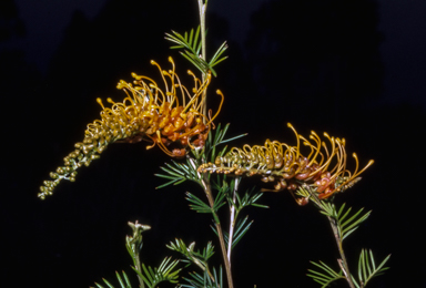 APII jpeg image of Grevillea 'Golden Glory'  © contact APII