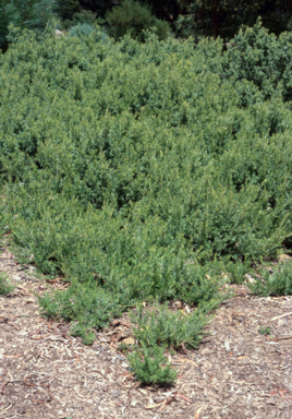 APII jpeg image of Grevillea 'Little Thicket'  © contact APII